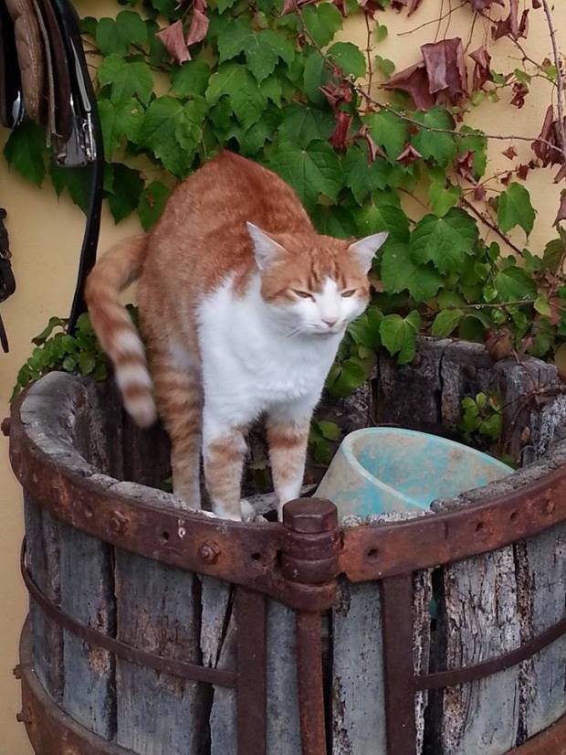 10253837_10152852322516756_4890357476192819765_n