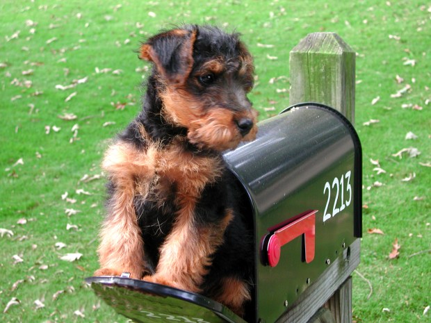 griffypuppymailboxedited